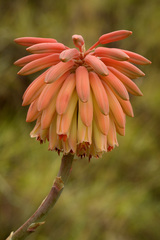 Aloe trachyticola image