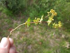 Alchemilla glabra