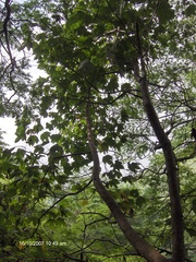 Gyrocarpus mocinoi