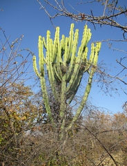 Euphorbia ingens image