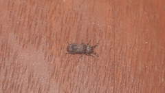 Ozotomerus japonicus