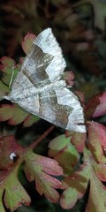 Scotopteryx moeniata