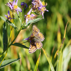 Boloria chariclea