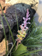 Lachenalia membranacea