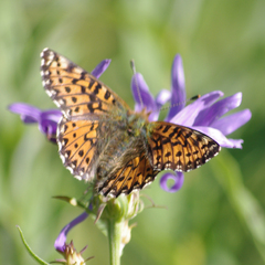 Boloria chariclea