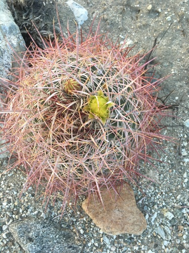 iNaturalist observation photo of California Barrel Cactus