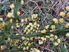 Acacia alata alata