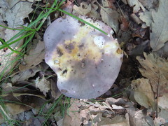 Russula grisea
