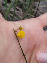 Acacia applanata