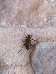 Carabus lineatus