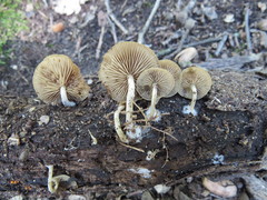 Simocybe sumptuosa