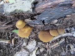 Simocybe sumptuosa
