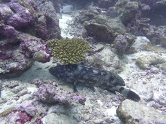 Epinephelus coeruleopunctatus