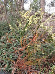 Acacia alata alata