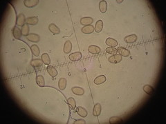 Simocybe sumptuosa