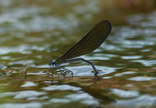 Atrocalopteryx atrata