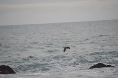 Phalacrocorax punctatus oliveri