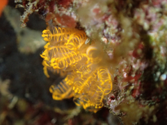Pycnoclavella aurilucens