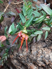 Darwinia citriodora