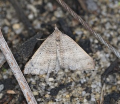 Anachloris uncinata