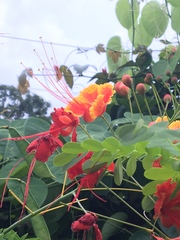 Caesalpinia pulcherrima image