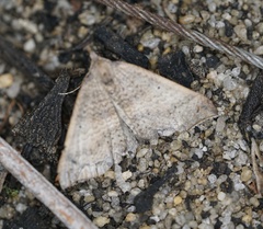 Anachloris uncinata