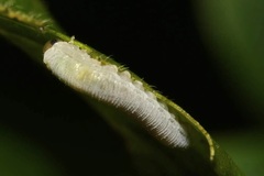 Monophadnus spinolae