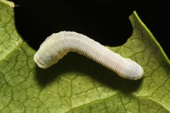 Monophadnus spinolae