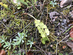 Botrychium neolunaria