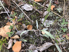 Antennaria pulcherrima