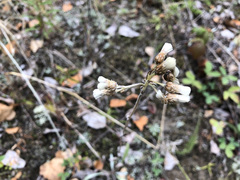 Antennaria pulcherrima