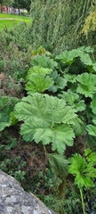 Darmera peltata
