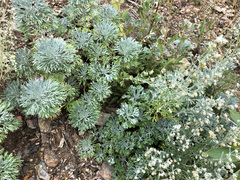 Artemisia alaskana