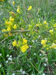 Linaria genistifolia