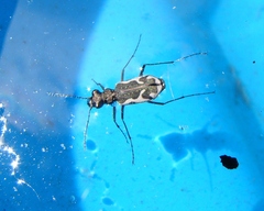Neocicindela tuberculata