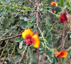Bossiaea spinescens