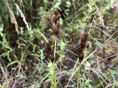 Carex crawfordii