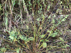 Carex crawfordii