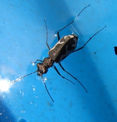 Neocicindela tuberculata