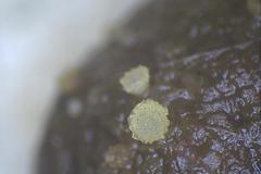 Ascozonus woolhopensis