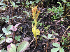 Botrychium alaskense