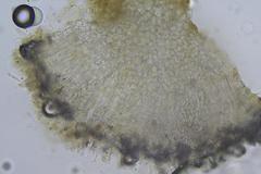 Ascozonus woolhopensis