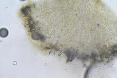 Ascozonus woolhopensis