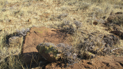 Blepharis petalidioides