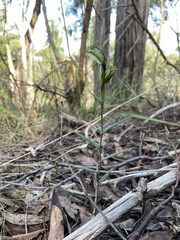 Pterostylis smaragdyna