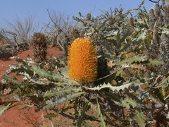 Banksia ashbyi