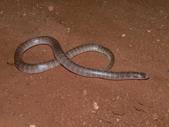 Brachyurophis approximans