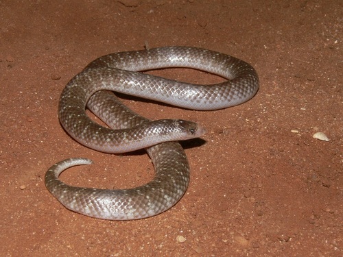 North-western Shovel-nosed Snake (Brachyurophis approximans)
