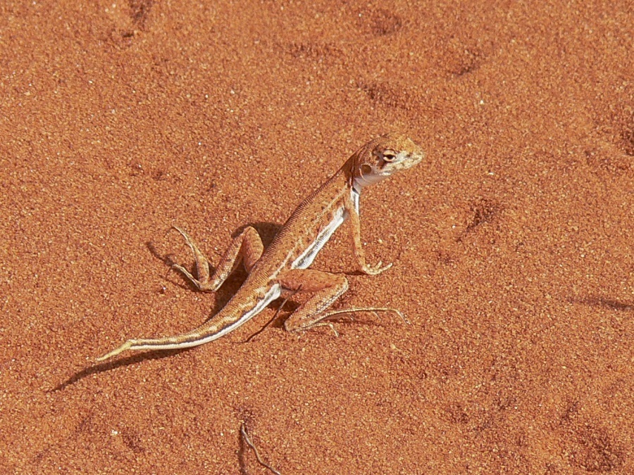 Long-Tailed Sand-Dragon