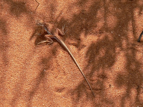 Long-tailed Sand-dragon, Ctenophorus femoralis